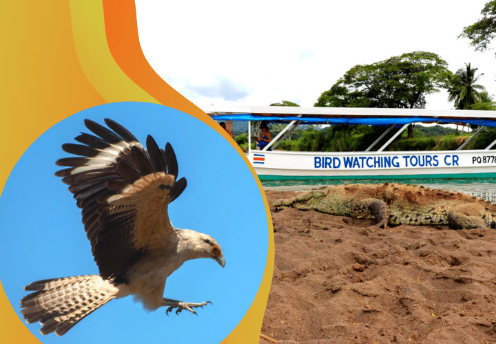 Costa Rica Birding tours